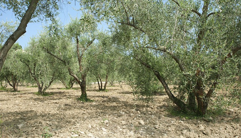 Olive Oil 4